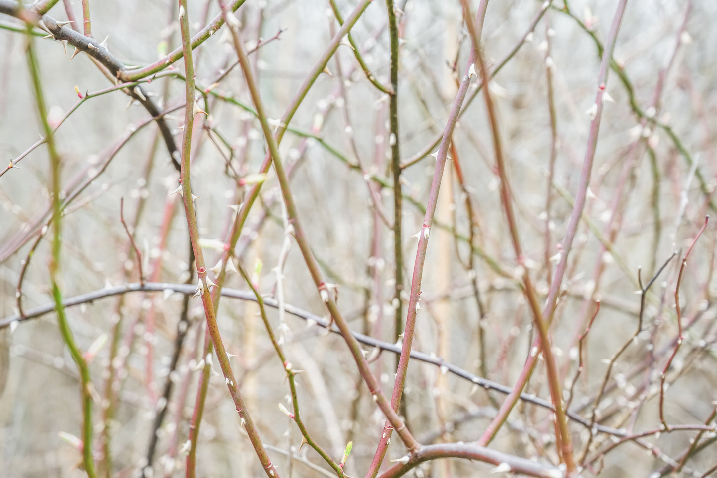 "Flora Part Three #10" - Sean Wilkinson