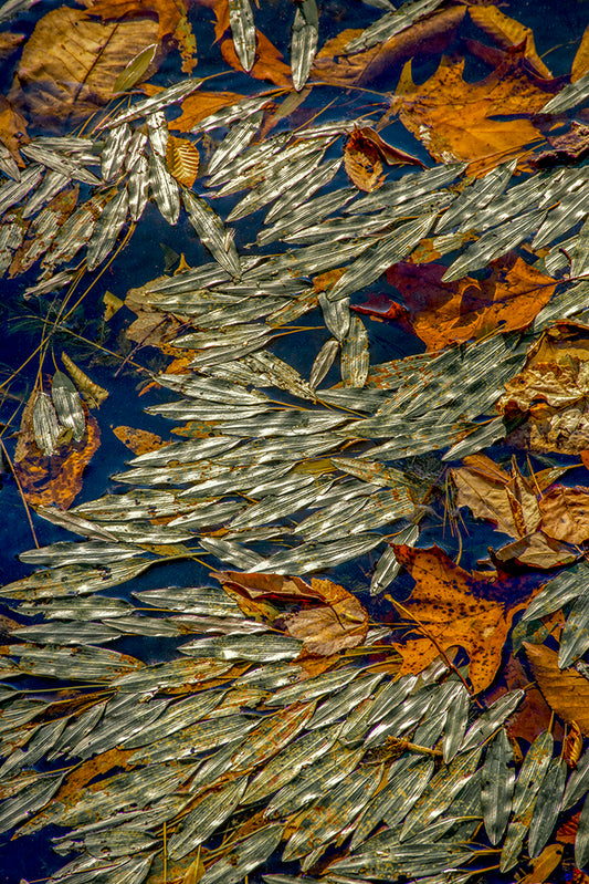 Dan Cleary: Autumn Undercurrent