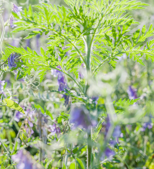 Plant: Art Escape Plant Sale